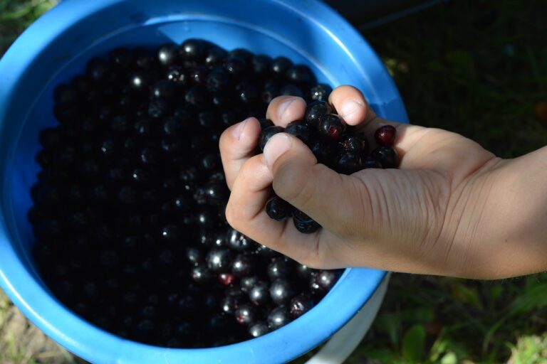 chokeberry, small fruits, hand-1584611.jpg