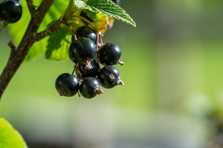currants, black, black currants-3496178.jpg