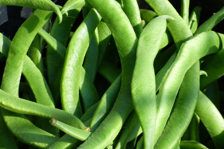 runner beans, vegetable, beans-1073214.jpg