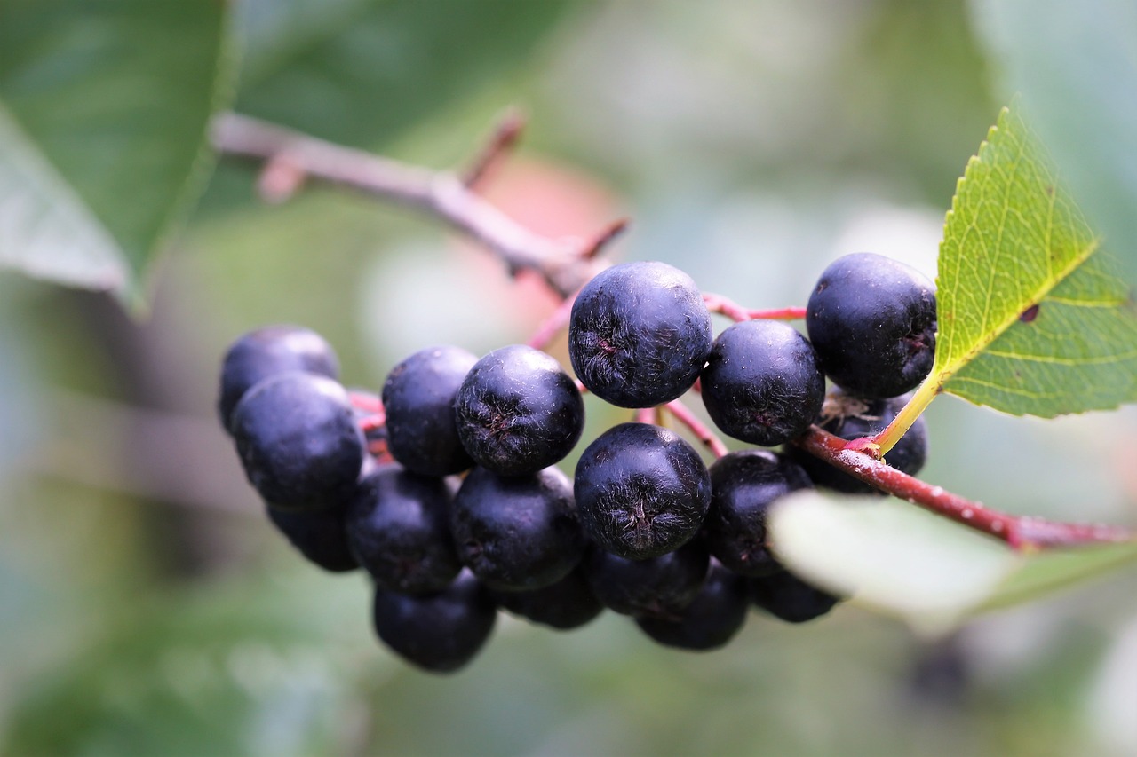 aronia, berries, leaves-4371099.jpg